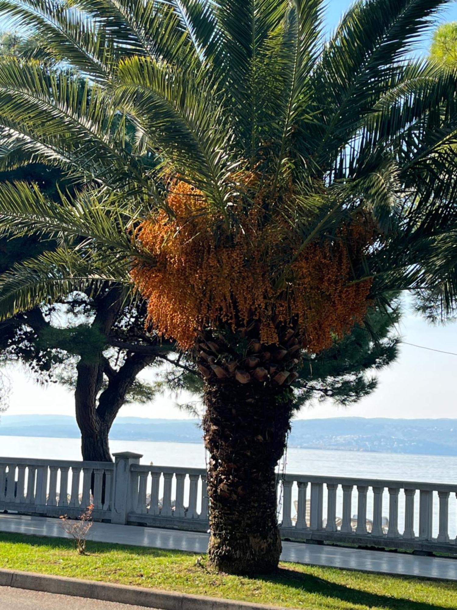 Crikvenica Right On The Beach Dış mekan fotoğraf